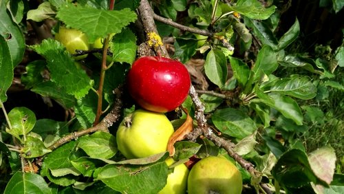 Ein kleiner Apfel auf Entdeckungsreise: eine Geschichte zur Schöpfungszeit