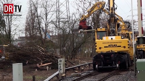 Regiobahn fällt Bäume in Kaarst - Umbau der Bahnstrecke