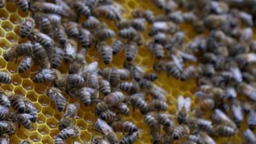 MNSTR.TV: Biene in Gefahr - "Artenvielfalt", André Kloß - "Vor der Haustür"