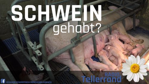 Tellerrand: Schwein gehabt? – Schweinezucht in Deutschland