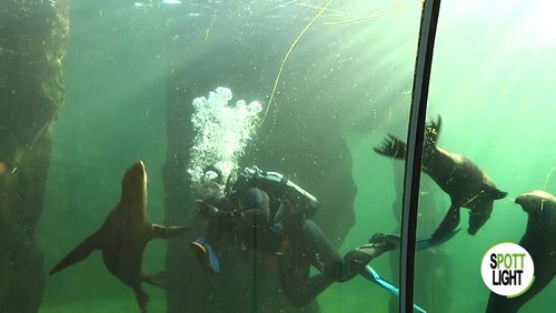Spottlight: Unterwasser-Besuch im Zoo