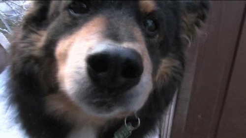 Riepes Hundetalk: Gassi gehen