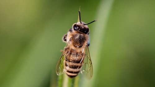 Hier und Jetzt: Trading-Apps, Bienen als Spürhunde, Escape Room zu Hause