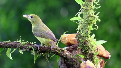 Costa Rica: Ein unvergessliches Naturerlebnis - Teil 1