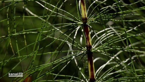 Zeitreise durch die Interferenz von Geologie und Botanik