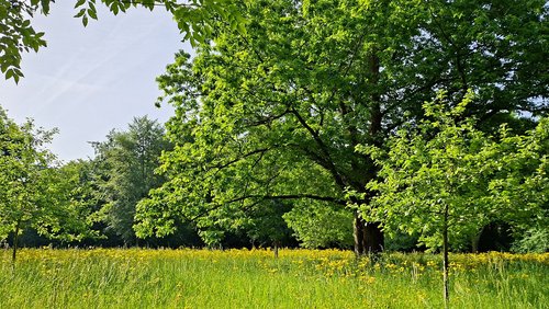 Die Nabel-Show: Der Pfingstochse, der Osterhase und der Kastrationsbiber