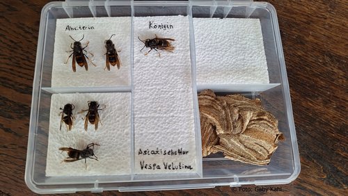 Welle-Rhein-Erft: Asiatische Hornisse