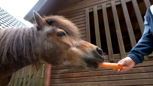 NetzLichter-TV: Heimat-Tierpark Olderdissen