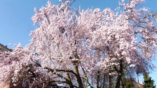 MNSTR.TV: Schlacht von Manassas, Kirschblüten in aller Welt