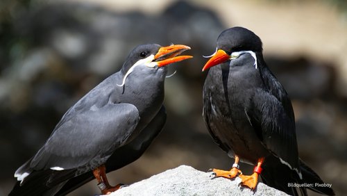 Straße der Infos: Vogelkunde