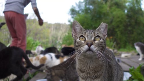 Grenzenloser Tierschutz - Straßenkatzen in Portugal