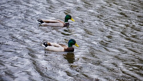 Mark geht wandern: Wanderung durch den Wildpark Dülmen