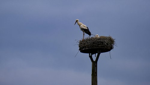 Mark geht wandern: Naturschutzgebiet Bislicher Insel bei Xanten