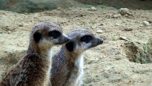 Musikalischer Besuch im Kölner Zoo