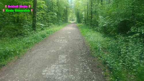 Der Holter Wald Wanderweg 