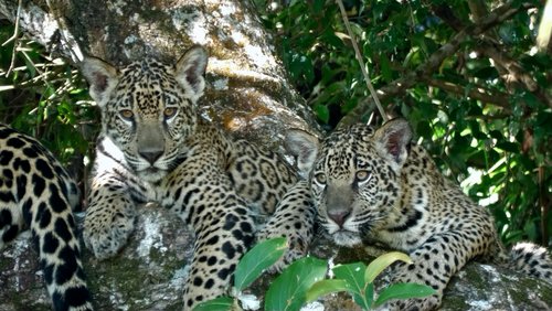 Im Reich des Jaguars - Tierbeobachtungen im Pantanal in Brasilien Teil 2