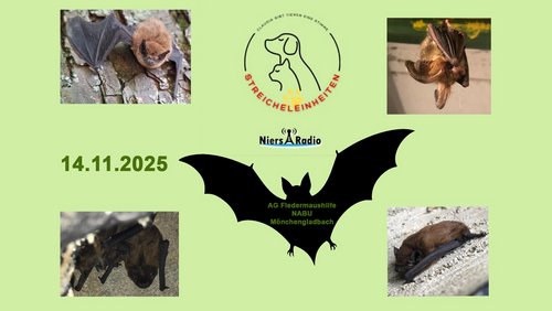 Streicheleinheiten: Fledermäuse