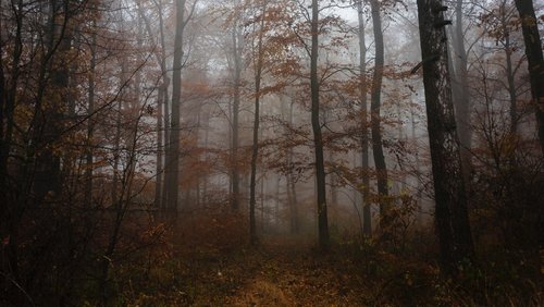 Von allen Seiten: "Wen der Rabe ruft", Fantasy-Buch von Maggie Stiefvater