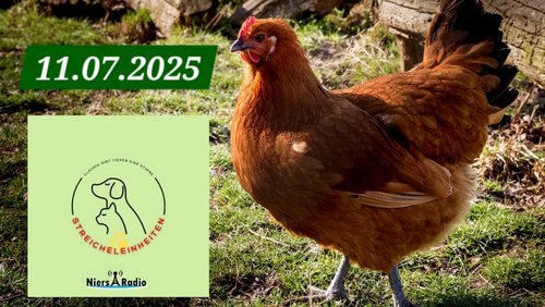 Streicheleinheiten: Rettet das Huhn e. V.