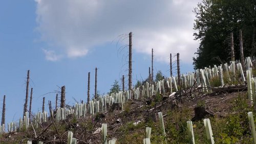Unser Wald