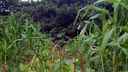 Schaffe, schaffe, Städtle baue: Urban Agroforestry - Chancen und Herausforderungen für Arbeit und Klimaschutz in der Stadtentwicklung