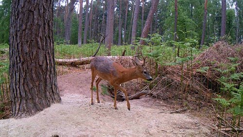 Mark geht wandern: Dachsburg in Haltern am See