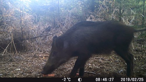 Mark geht wandern: Aufnahmen einer Wildkamera aus Haltern am See