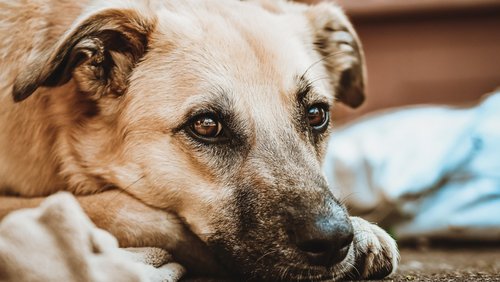 Music around topics: Auf den Hund gekommen