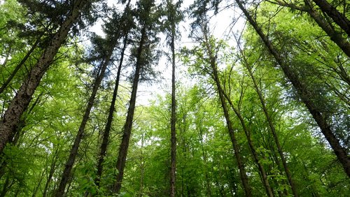 Die Ranger Story: Die Fichte in deutschen Wäldern