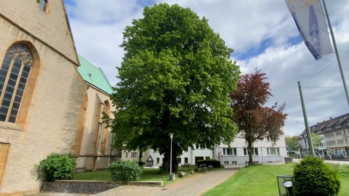 Die Ranger Story: Bemerkungen zur Linde
