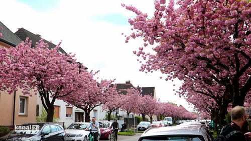 Kirschblütenfest 2026 in Bielefeld