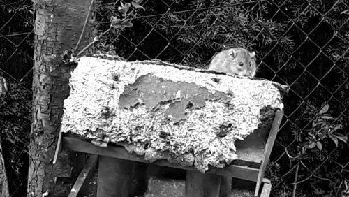 Die Nabel-Show: Zweite Ratte im Pflaumenbaum