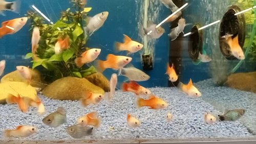 Kleine Tiersendung: Aquarien