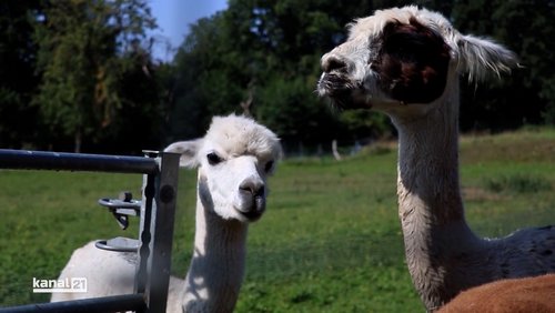 Alles Inklusiv: Tiergestützte Therapie - Lama-Alpakahof und Projekt "Laika" im Dorf Sentana