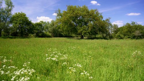 Dellbrückentag 2024 - Von Baum zu Baum