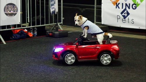 Die "Große Hunde-Casting-Show" bei der Messe "Hund und Katze Niederrhein" in Kalkar