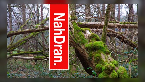 NahDran.: Ausstellungen "Home, sweet home" und "Expedition Schneeleo" im Naturkunde-Museum Bielefeld, Johanne Peppmöller