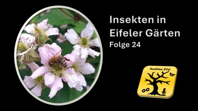 Reizklima Eifel: Insekten in Eifeler Gärten