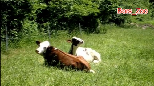 Drei Kühe auf der Wiese