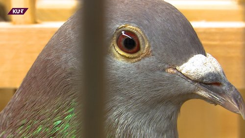 KURT - Das Magazin: Gedenken gestorbener Obdachloser, Kaffee gegen Einsamkeit und Brieftauben