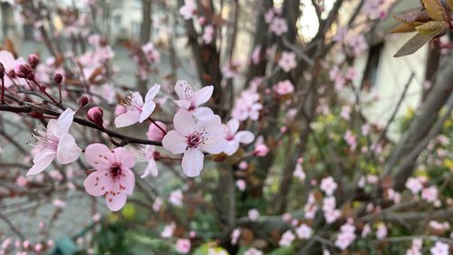 Hier und Jetzt: Sterne am Frühlingshimmel, Reisen im Frühling, Haus der Natur in Bonn