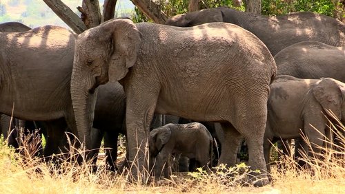 Uganda - das grüne Herz Afrikas - Teil 3