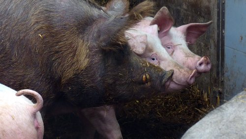 Studio ECK: Tierwohl in der Landwirtschaft - Schweinehaltung in NRW