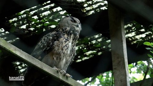 Der Nachtkönig im Teutoburger Wald
