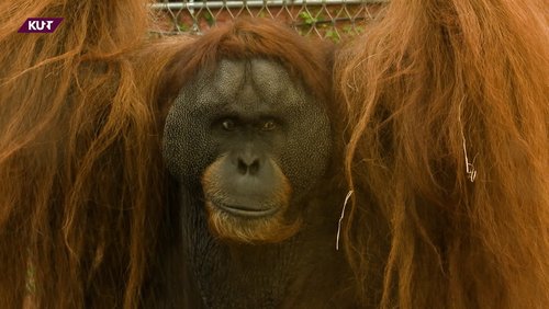 KURT - Das Magazin: Sprache