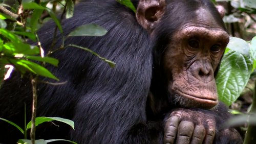 Uganda - das grüne Herz Afrikas - Teil 2