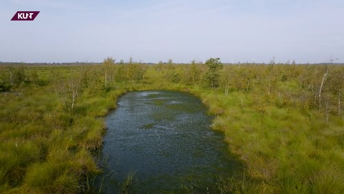 Nahaufnahme: Klimaschutz oder Kuhweide - Was wird aus der Landwirtschaft im Moor?