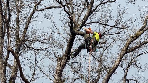 Die Ranger Story: Totholzschnitt für den Hermannslauf