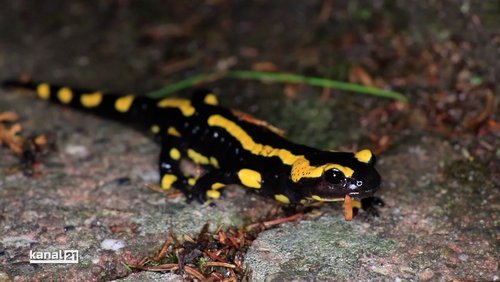 Feuersalamander im Botanischen Garten Bielefeld