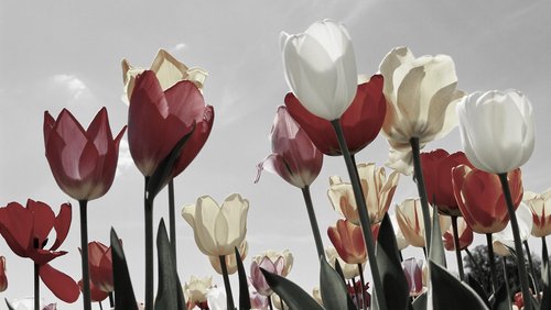 Kerstin Lange - Der Himmel über dem Tulpenfeld